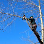Pruning trees why when and how