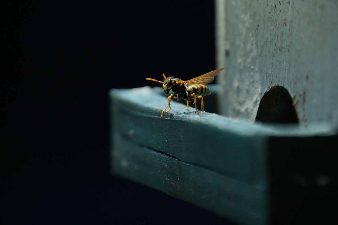 How to effectively control wasps Tips and tricks