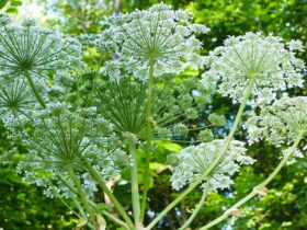 Recognize the danger of hogweed