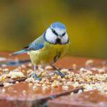 Buying bird food A guide to feeding our feathered friends