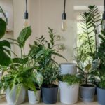 A beginners guide to choosing and caring for houseplants
