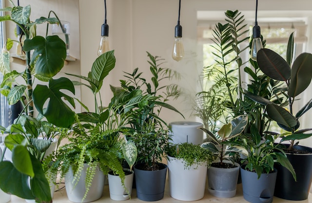A beginners guide to choosing and caring for houseplants