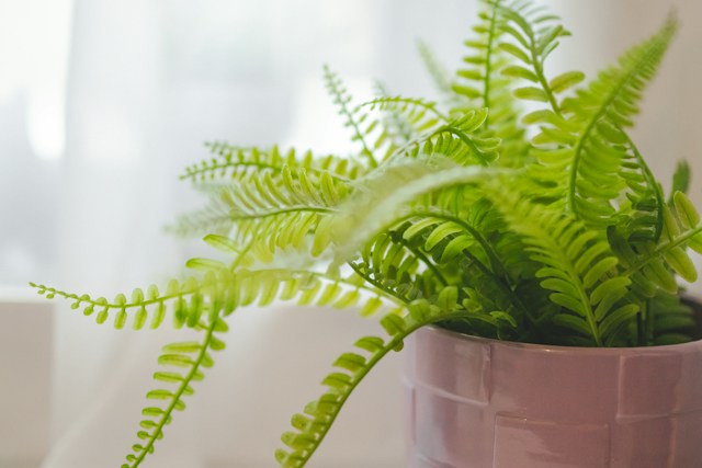 Maintaining artificial plants We provide helpful tips