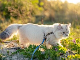 Walking the cat in the garden Heres how to do