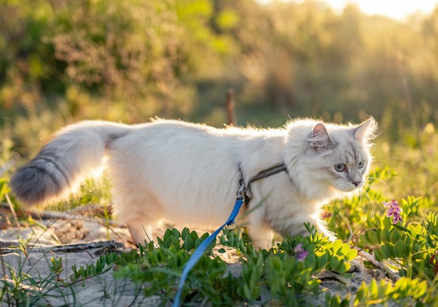Walking the cat in the garden Heres how to do